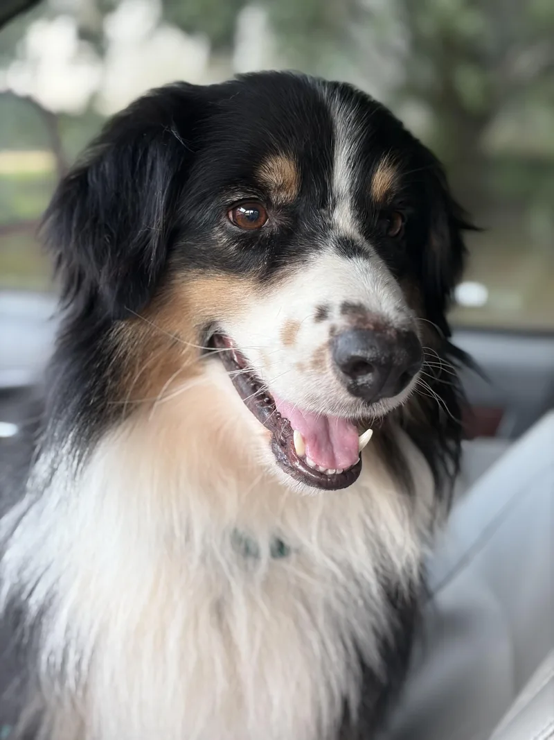 An adult large-sized male Tricolor (Brown, Black, & White) Australian Shepherd dog named Scout for adoption in Covington, LA