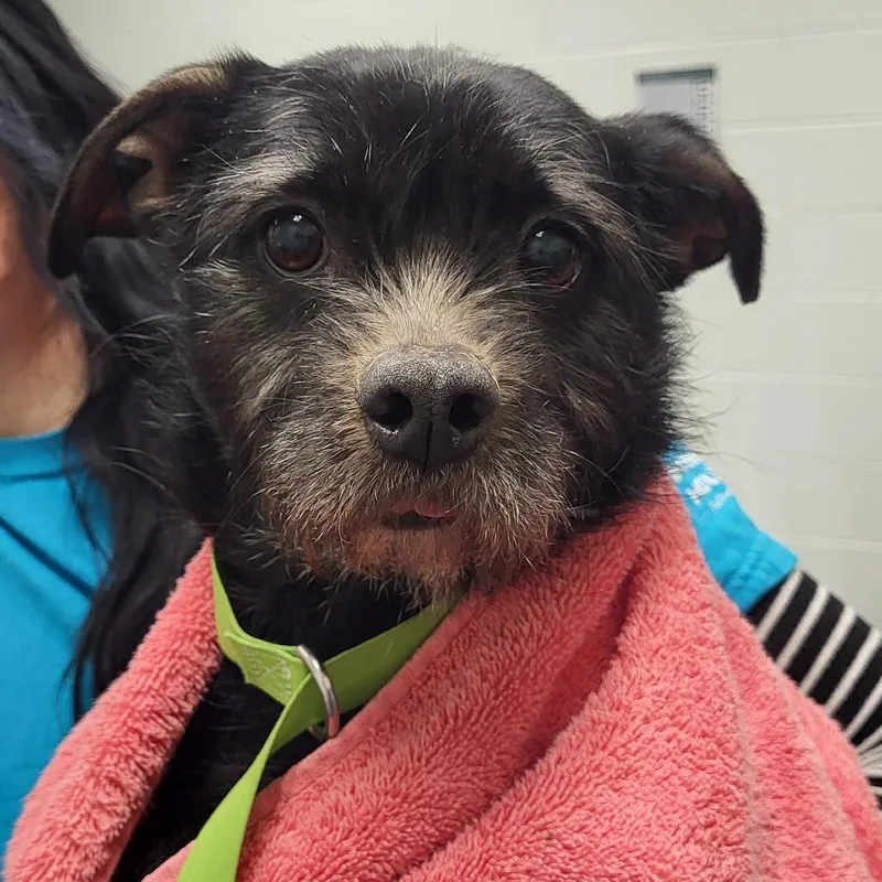 An adult small-sized female Black Dachshund dog named Slinky for adoption in Chattanooga, TN