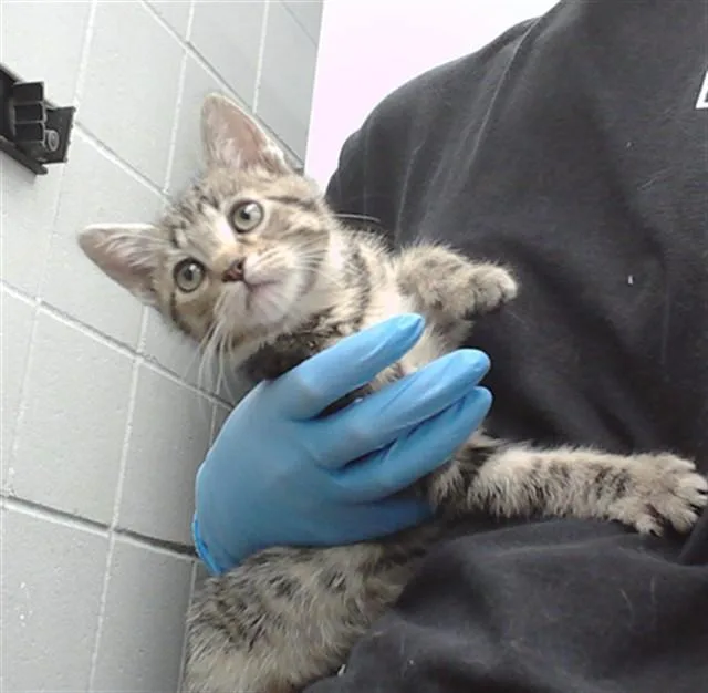 A baby small-sized male Domestic Short Hair cat named Paul for adoption in Omaha, NE