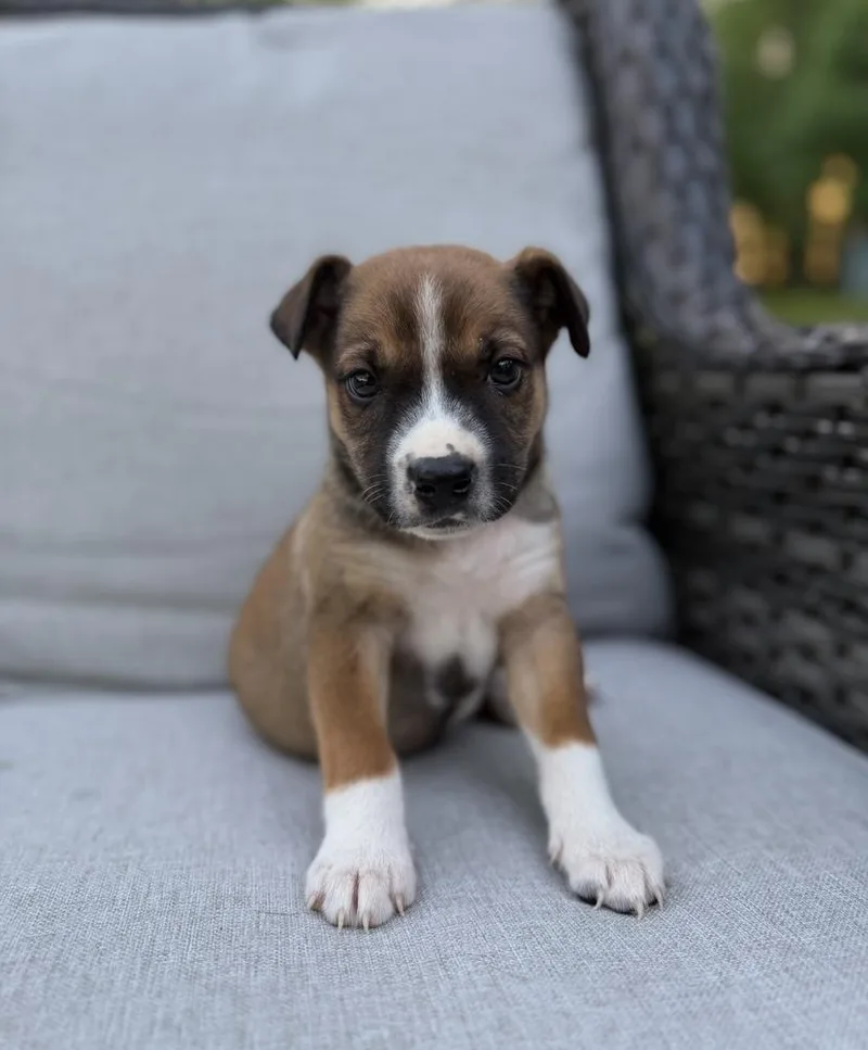 A baby medium-sized male Terrier dog named Marcus for adoption in Irwin, PA