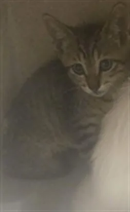 A baby small-sized male Domestic Short Hair cat named Peyton for adoption in Texas City, TX