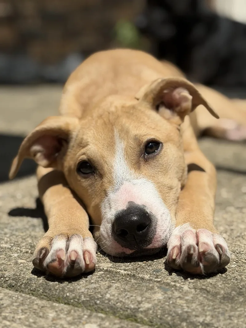 A baby medium-sized female Pit Bull Terrier dog named DaisyMimi for adoption in Germantown, OH