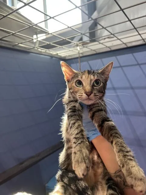 A young medium-sized female Domestic Short Hair cat named Ashley for adoption in San Bernardino, CA