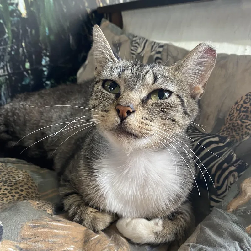 A young medium-sized female Brown / Chocolate Domestic Short Hair cat named Kite Flyer for adoption in Franklin, TN
