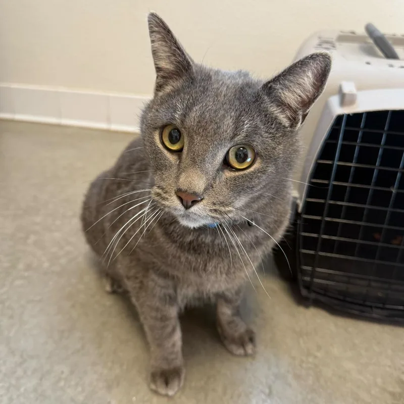 Captain Crunch thumbnail 2