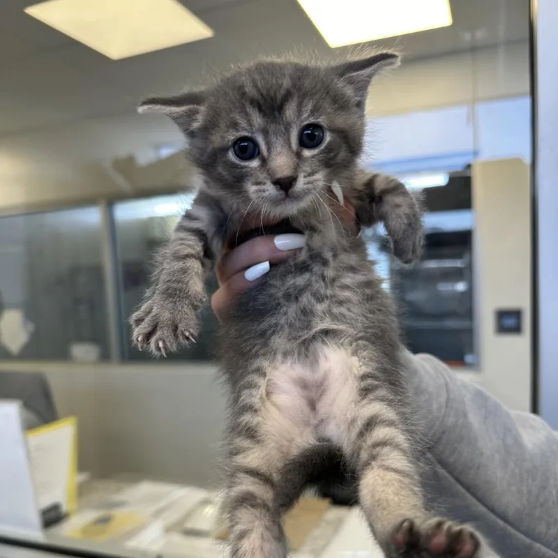 Captain Crunch thumbnail 3