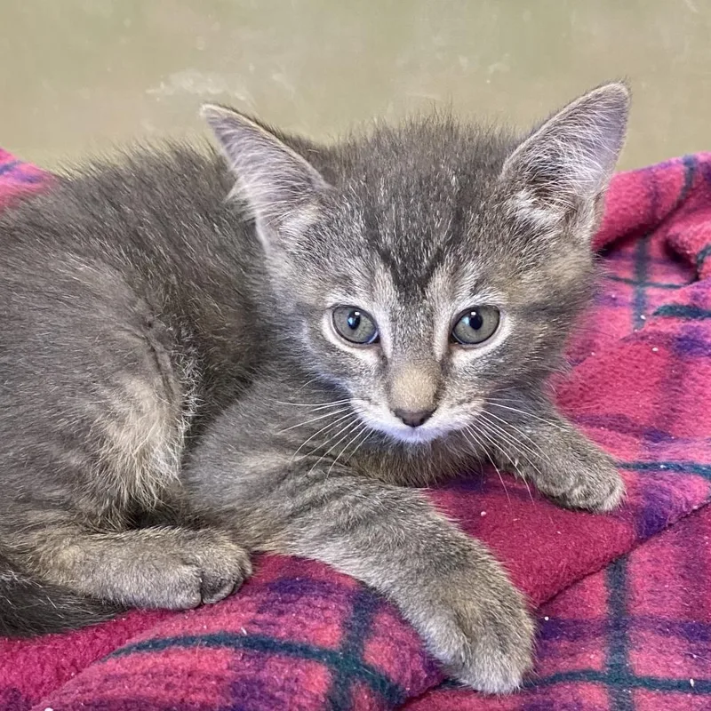 Captain Crunch thumbnail 4