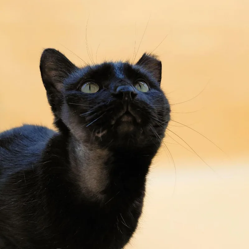 An adult medium-sized female Black Domestic Short Hair cat named Zola for adoption in Springfield, MO