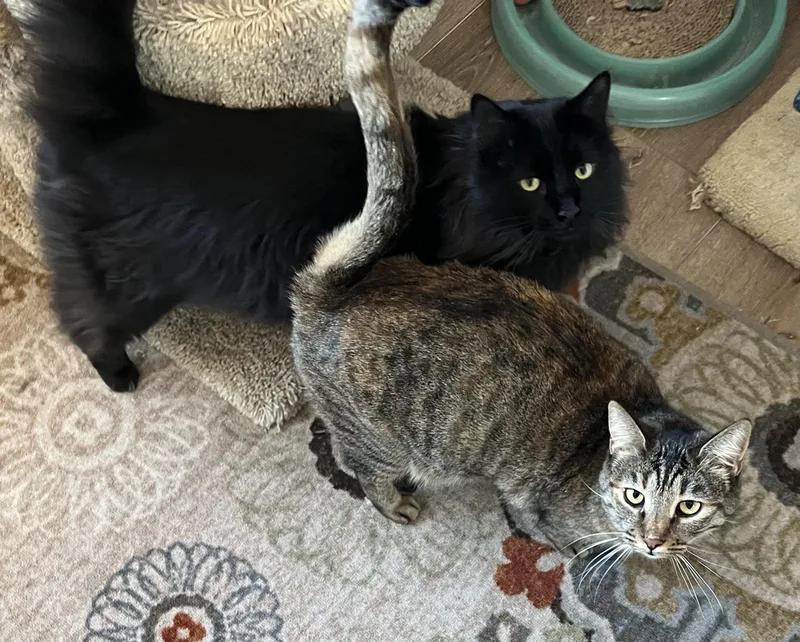 Wolfe And Garnet thumbnail 2