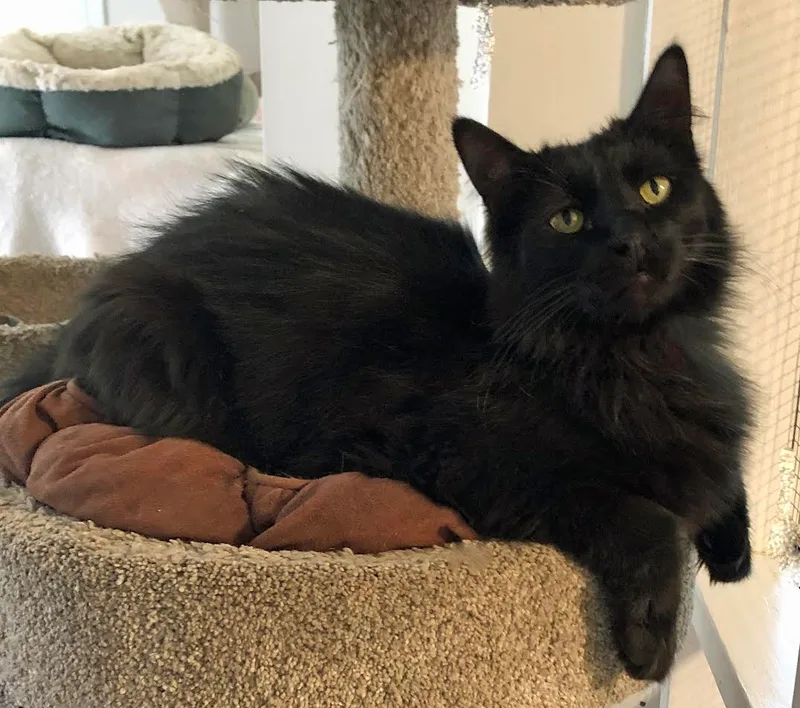 Wolfe And Garnet thumbnail 3