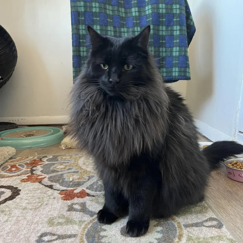 Wolfe And Garnet thumbnail 4