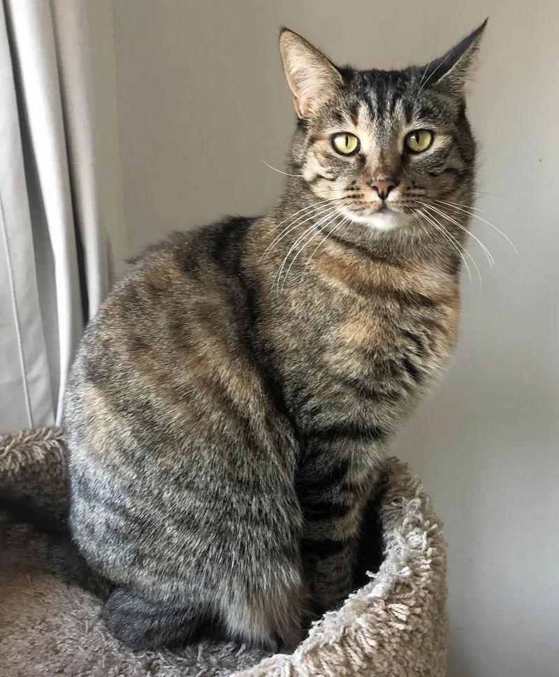 Wolfe And Garnet thumbnail 5