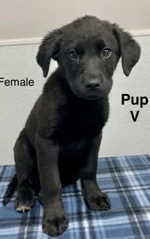 A baby large-sized female Black Labrador Retriever dog named Bellatrix for adoption in Columbus, OH