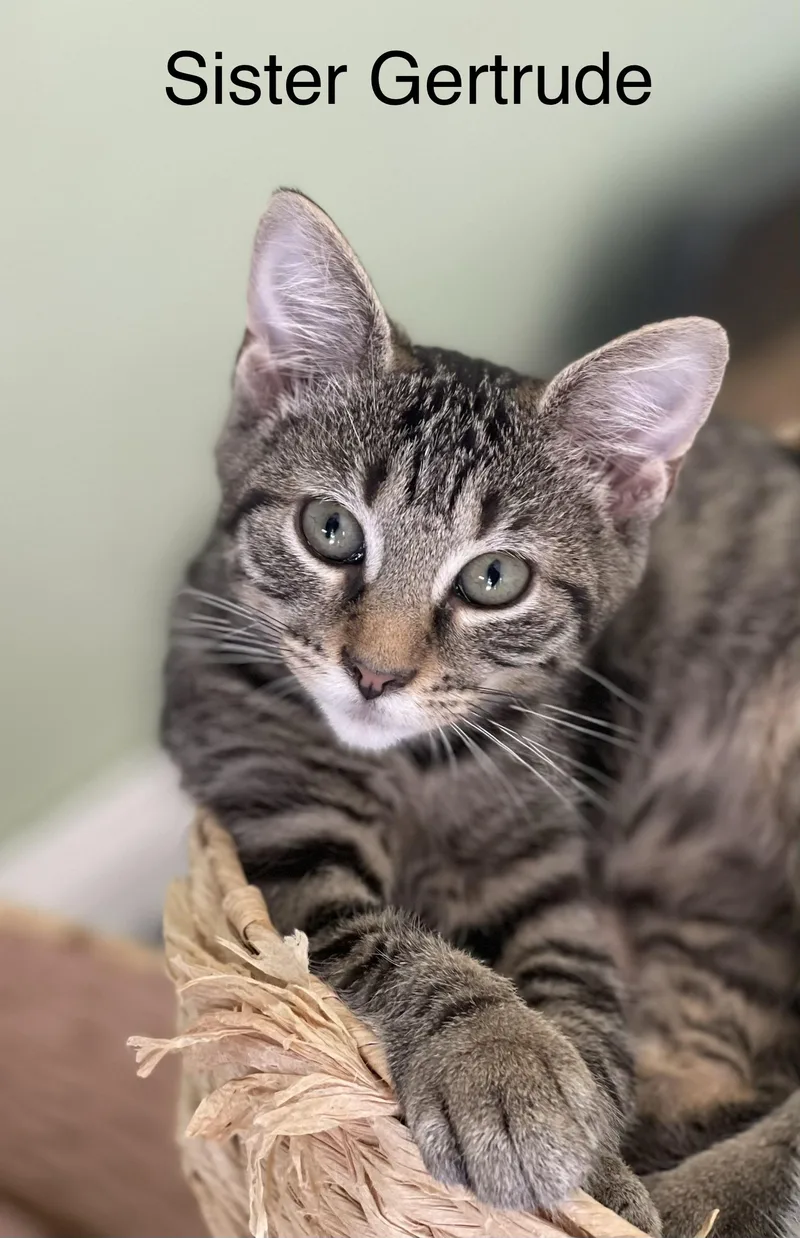 A baby medium-sized female Tabby (Brown / Chocolate) Tabby cat named Sister Gertrude for adoption in Richmond, VA