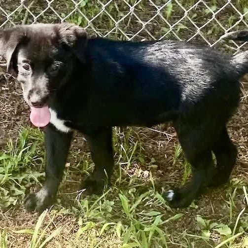 A baby small-sized male Black Labrador Retriever dog named Pompei for adoption in Pawling, NY