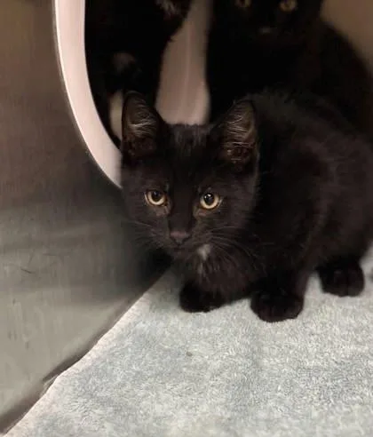 A baby small-sized female Domestic Short Hair cat named Charcoal for adoption in Munster, IN