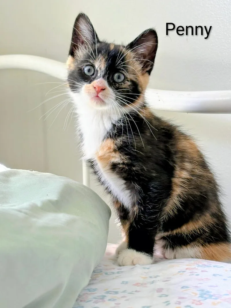 A baby medium-sized female Tortoiseshell cat named Penny for adoption in Binghamton, NY