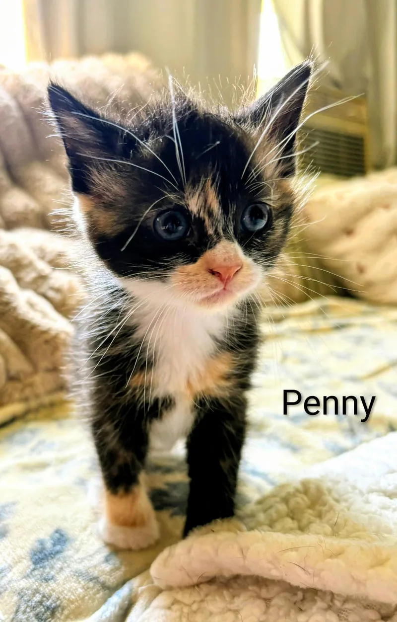 Penny thumbnail 2