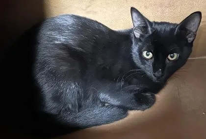 An adult small-sized male Domestic Short Hair cat named Moonbeam for adoption in Phoenix, AZ
