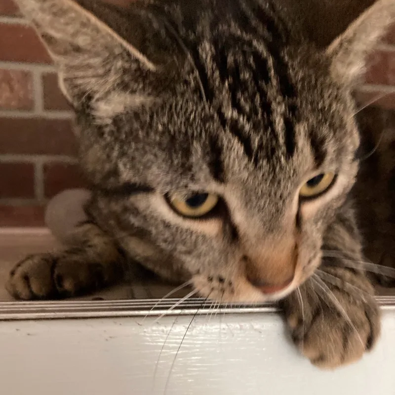 Chardonnay thumbnail 2