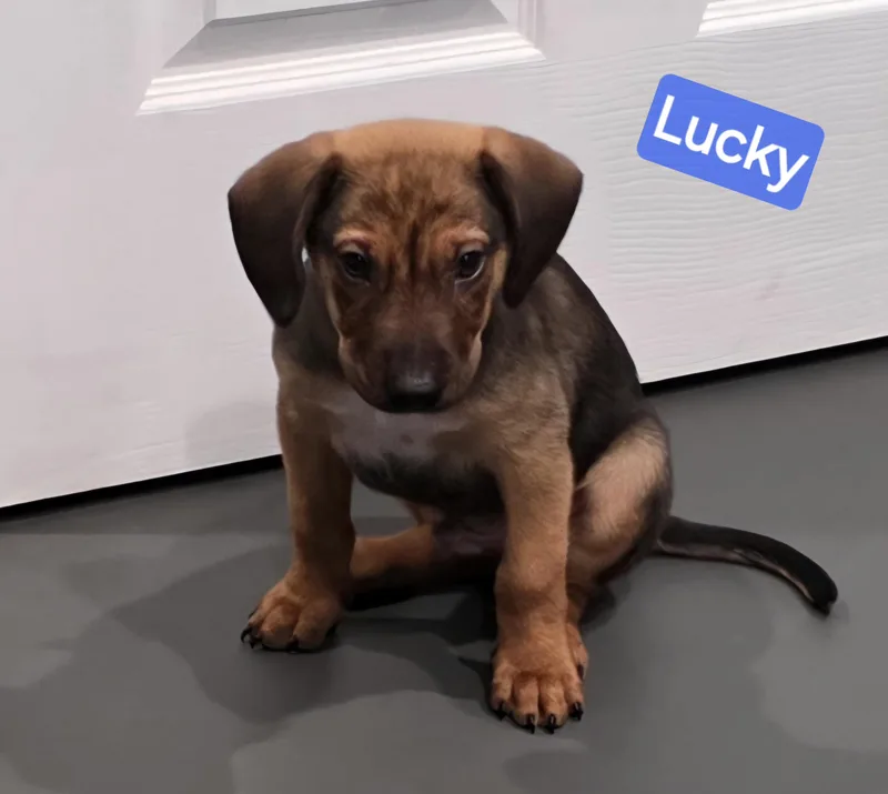 Lucky thumbnail 5