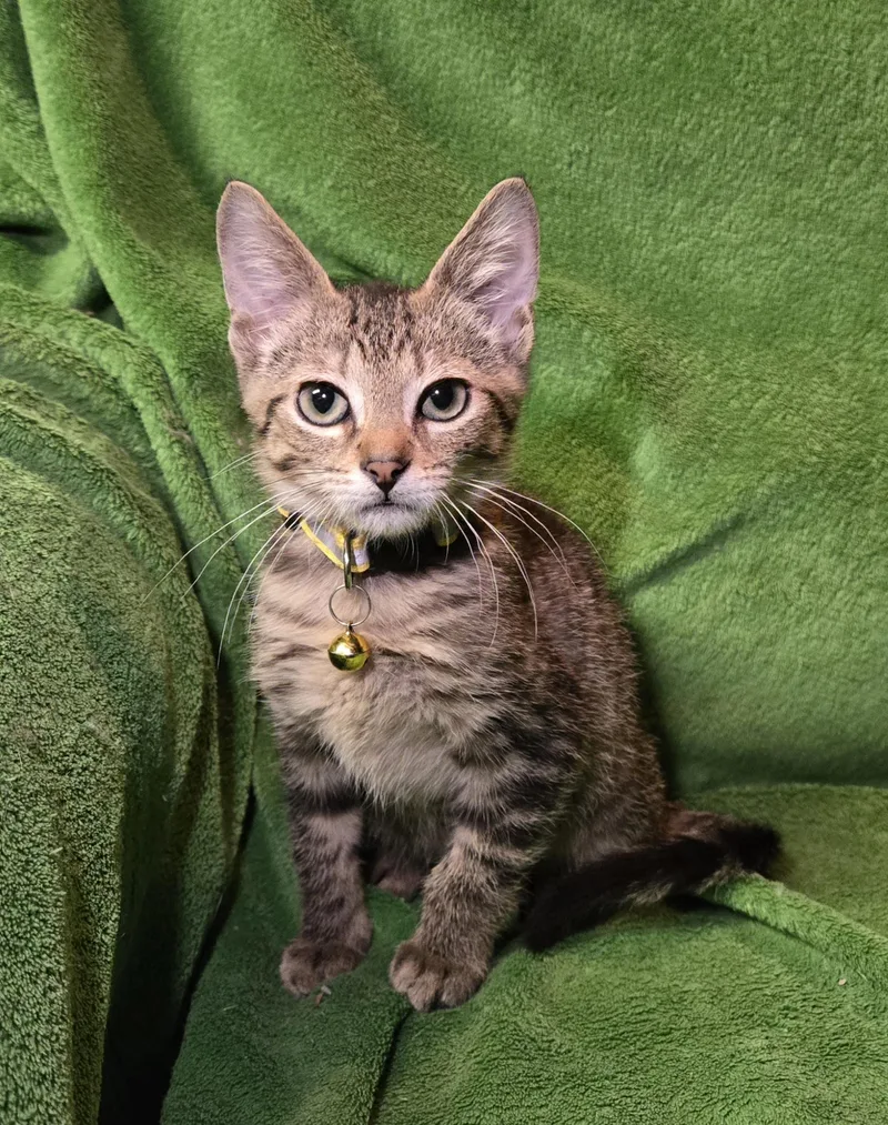 A young medium-sized male Tabby (Brown / Chocolate) Domestic Short Hair cat named Bing for adoption in Stoughton, WI
