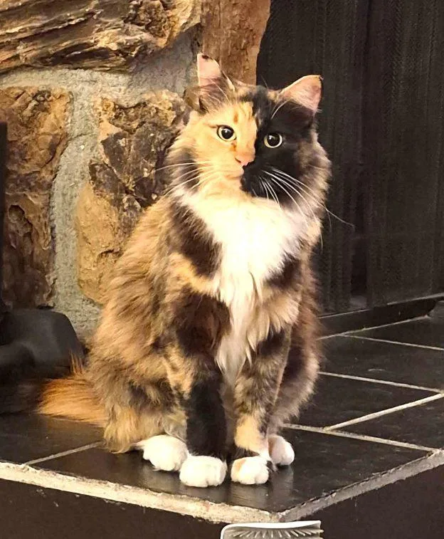 A young medium-sized female Calico cat named Gemini for adoption in Anchorage, AK