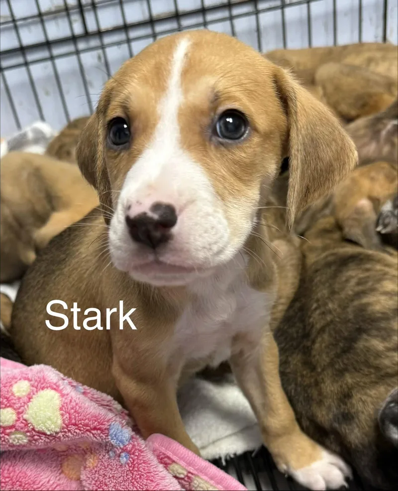 Stark thumbnail 2