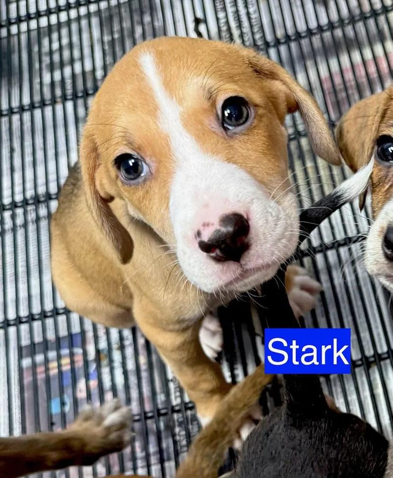Stark thumbnail 3