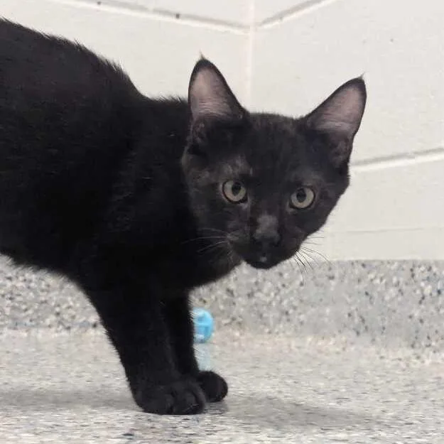 A baby small-sized male Black Domestic Short Hair cat named Blaze for adoption in Dayton, OH