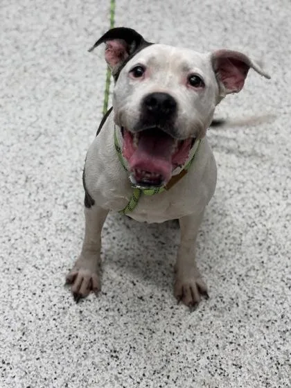 An adult medium-sized female Boxer dog named Lady for adoption in Atlanta, GA