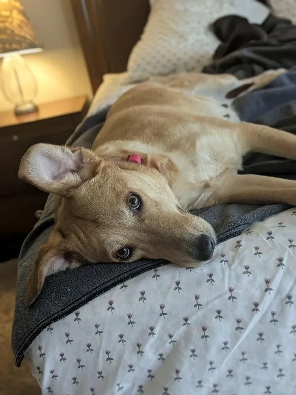 An adult medium-sized female Golden Labrador Retriever dog named Celeste for adoption in Austin, TX