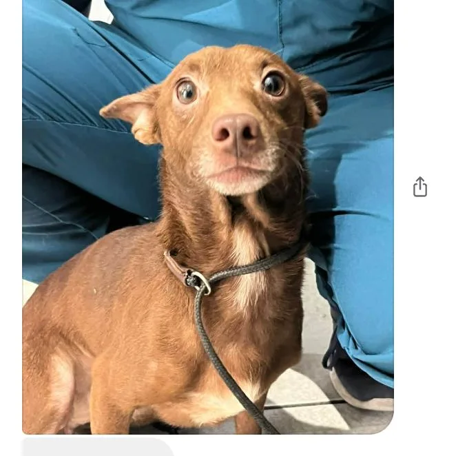 Dingo