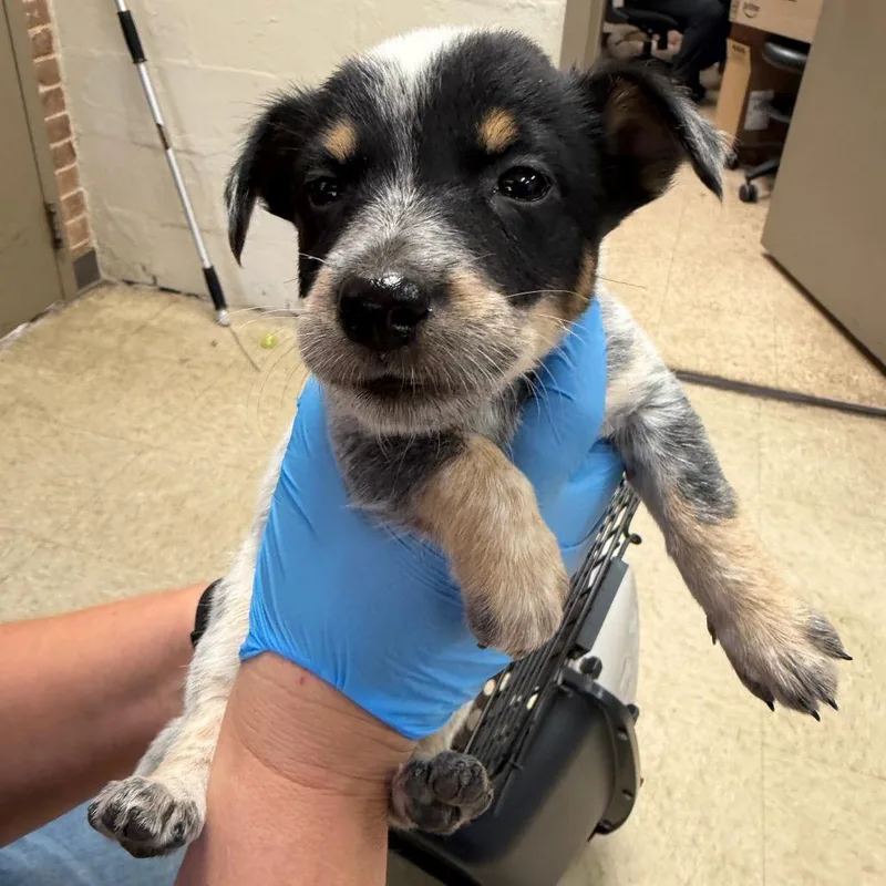 A baby small-sized female Gray / Blue / Silver Australian Cattle Dog / Blue Heeler dog named Tessa for adoption in Birmingham, AL