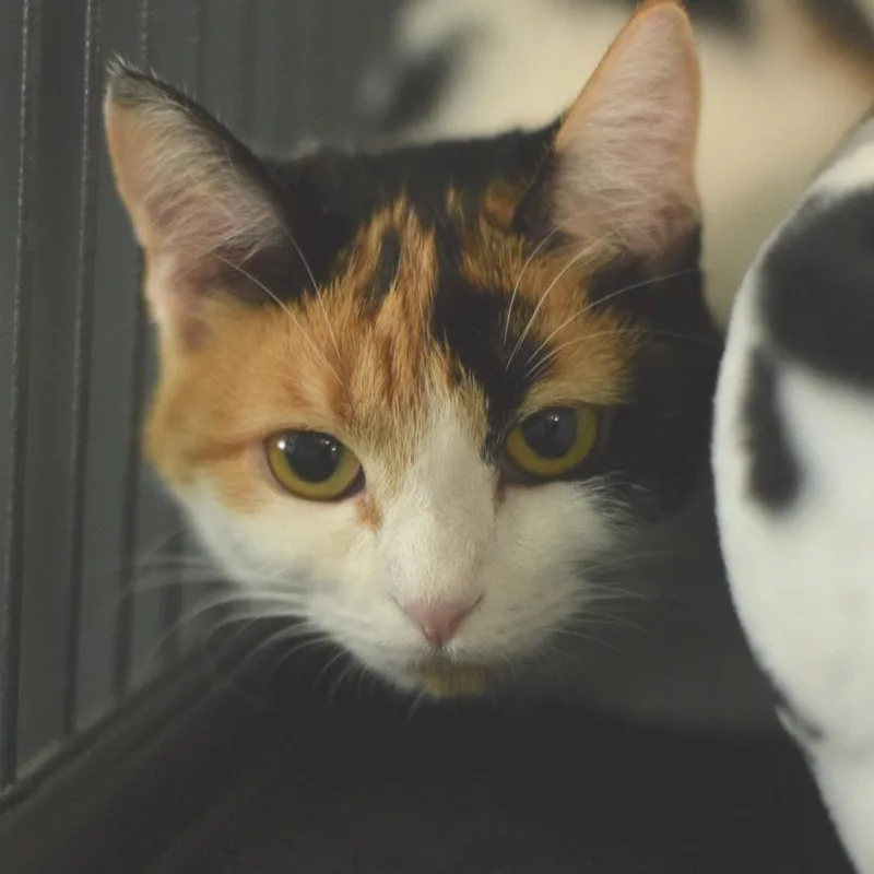 A young medium-sized female Calico Domestic Short Hair cat named Cali for adoption in Belleville, IL