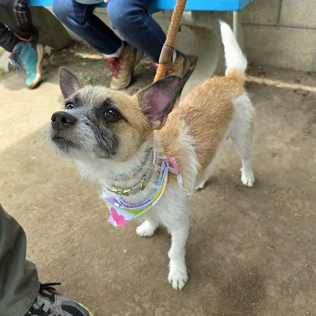 A young small-sized male Fox Terrier dog named Lil Rock for adoption in Long Beach, CA