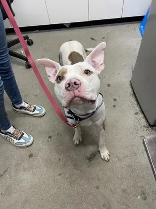 An adult medium-sized male Mixed Breed dog named Dozer for adoption in West Chester, PA