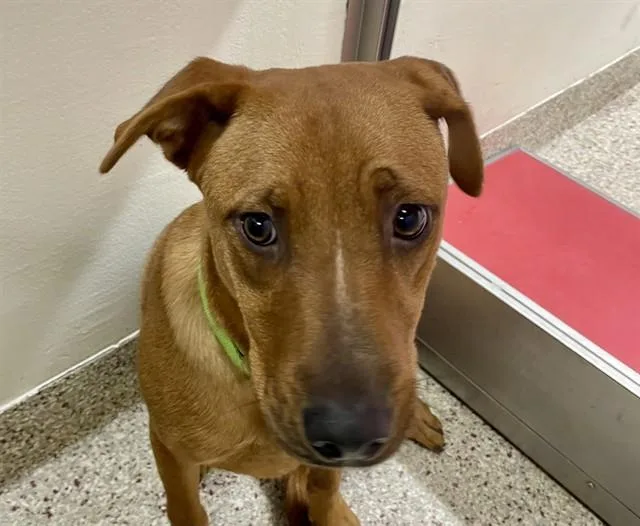 A young large-sized male Labrador Retriever dog named Bisquit for adoption in Tucson, AZ