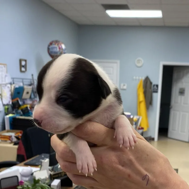 A baby medium-sized female Black Catahoula Leopard Dog dog named Maria for adoption in Greensboro, GA