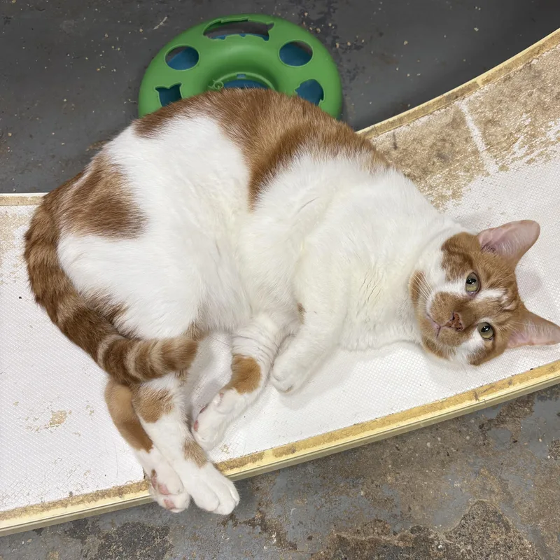 Beansie — Felv+ Silly thumbnail 2