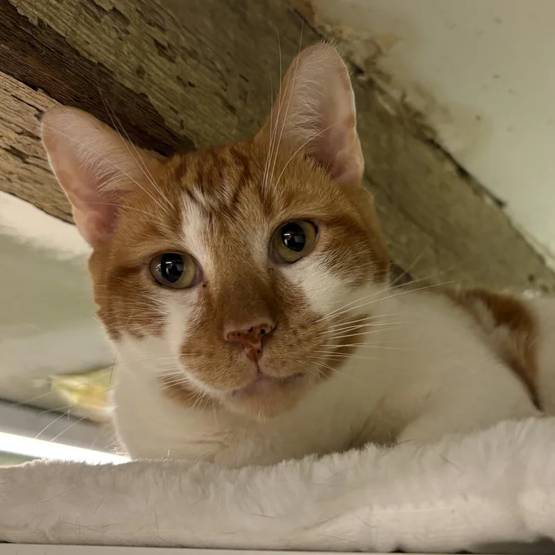 Beansie — Felv+ Silly thumbnail 3