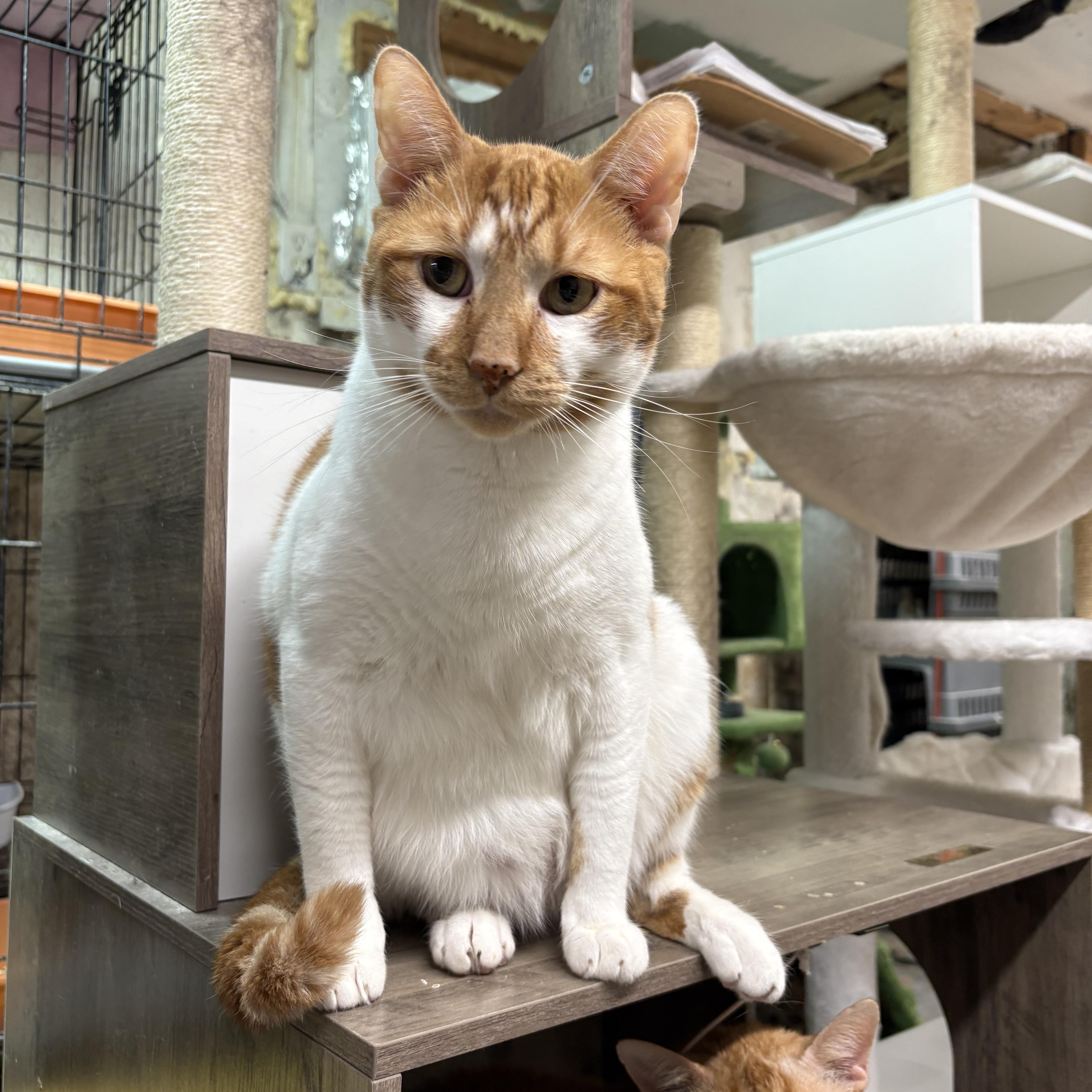 An adult large-sized male Domestic Short Hair cat named Beansie — Felv+ Silly for adoption in New York, NY