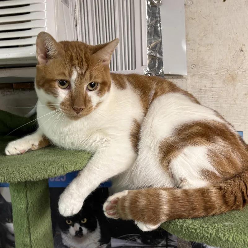 Beansie — Felv+ Silly thumbnail 4