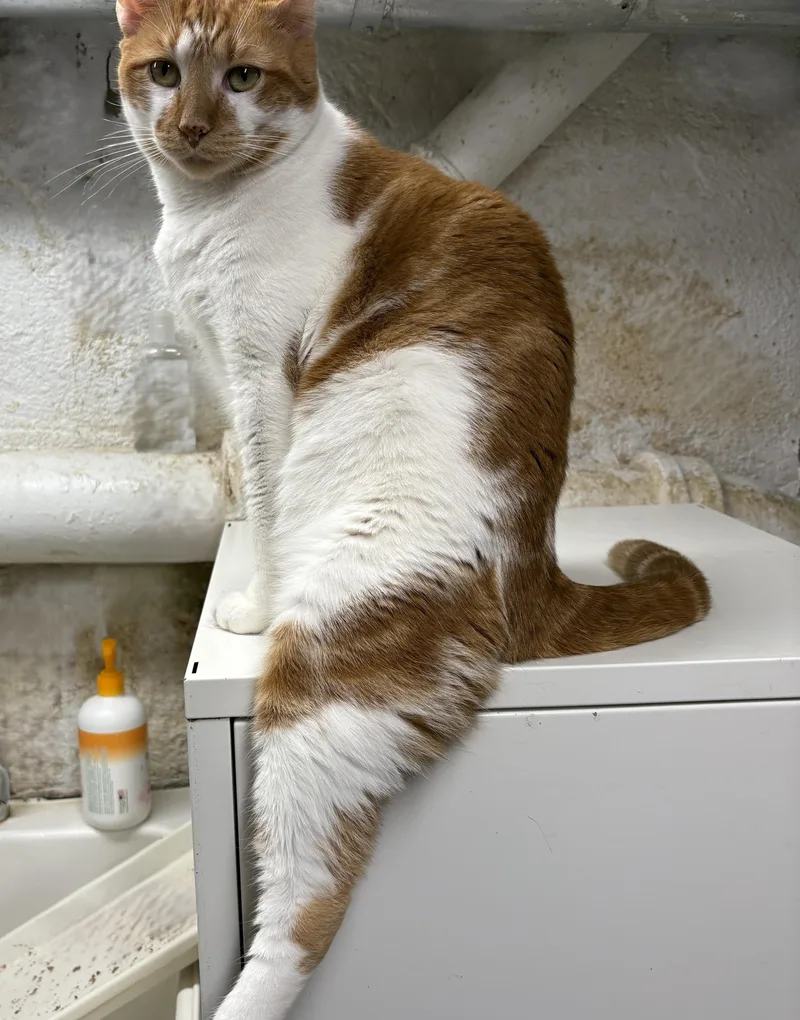 Beansie — Felv+ Silly thumbnail 5