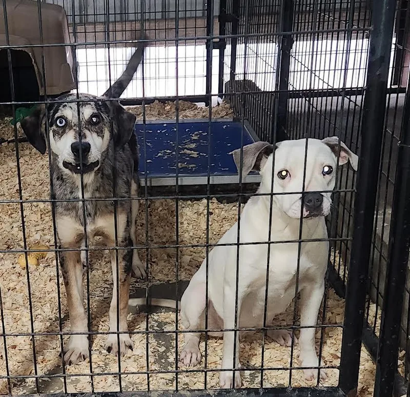 Maverick thumbnail 3