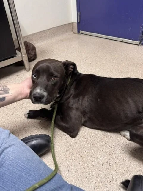 A young small-sized male Pit Bull Terrier dog named Apollo for adoption in Bakersfield, CA