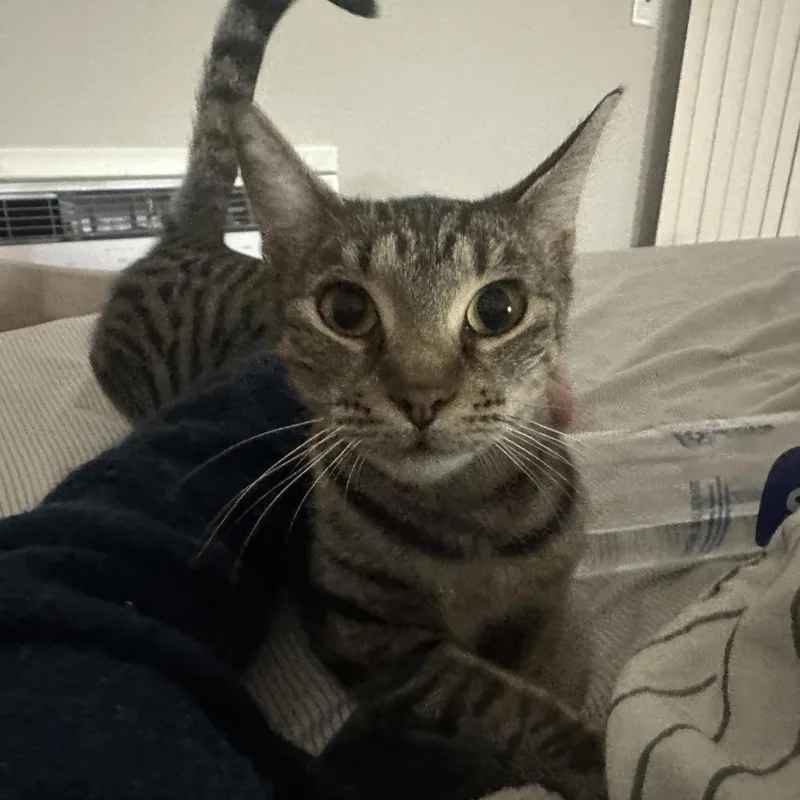 Lava Girl thumbnail 3