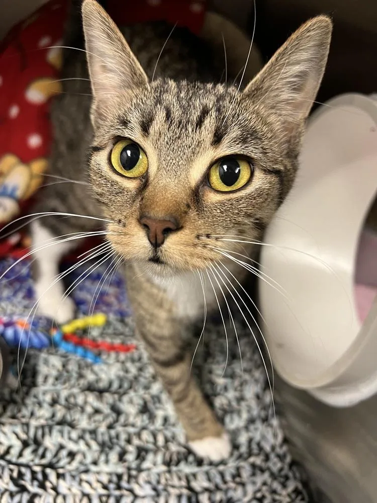 An adult medium-sized female Brown / Chocolate Domestic Short Hair cat named Tulip for adoption in Bemidji, MN