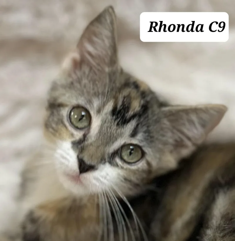A baby medium-sized female Tortoiseshell Domestic Medium Hair cat named Rhonda for adoption in Morganton, NC