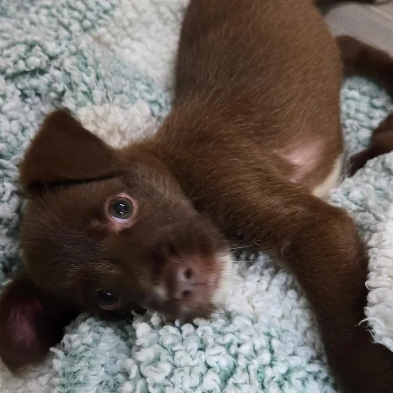 A baby medium-sized female Brown / Chocolate Parson Russell Terrier dog named Chrissy for adoption in Durham, NC
